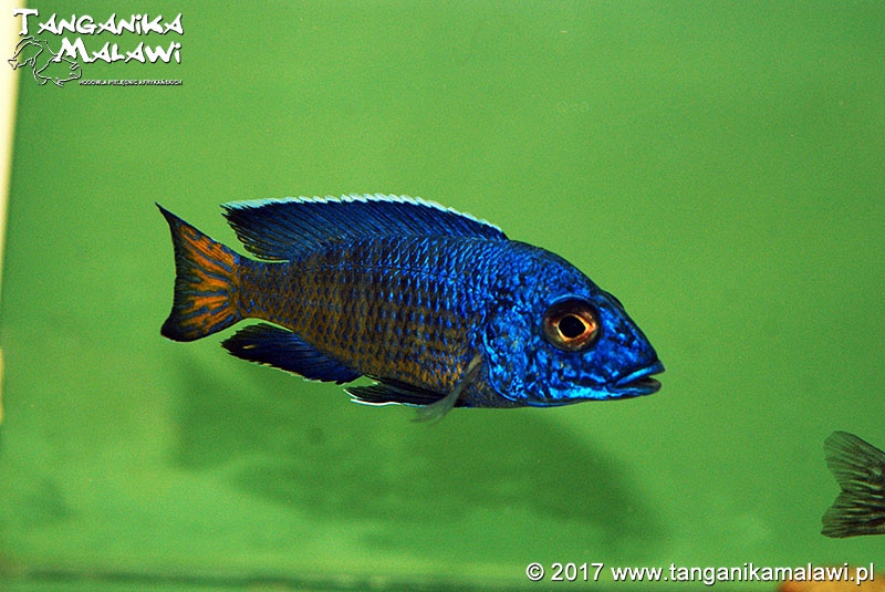 Aulonocara stuartgranti 'Hongi Island'